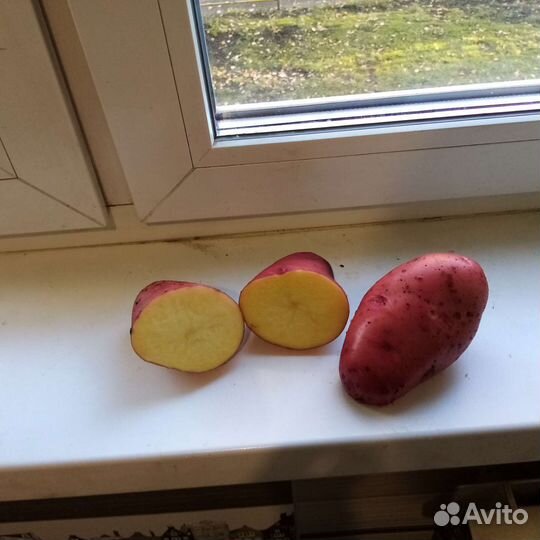 Картофель крупный, вкусный