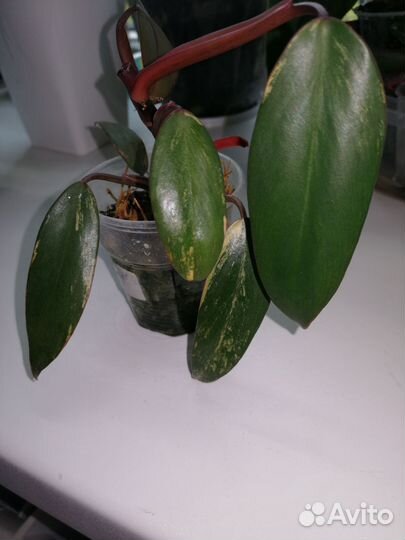 Ред эмиральд вар, клубничный шейк, церопегия