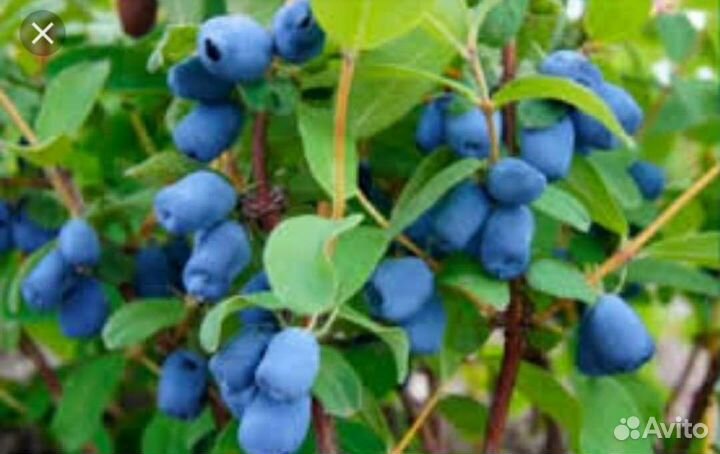 Жимолость саженцы