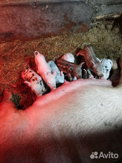 Домашние поросята от своих свинок