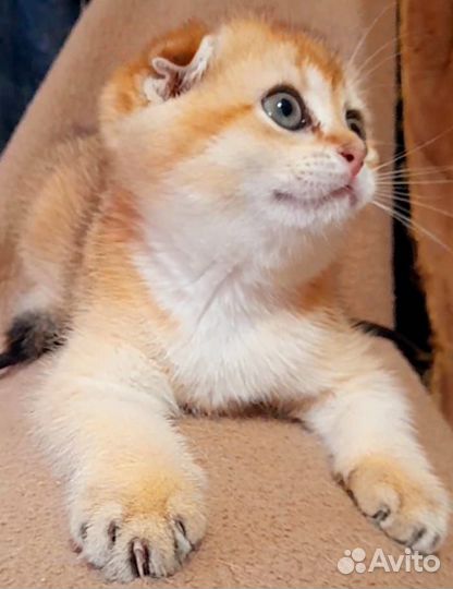 Котик шотландец