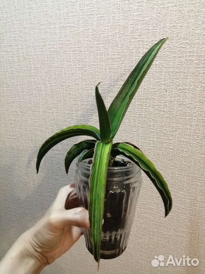 Сансевьерия Dark green clon var