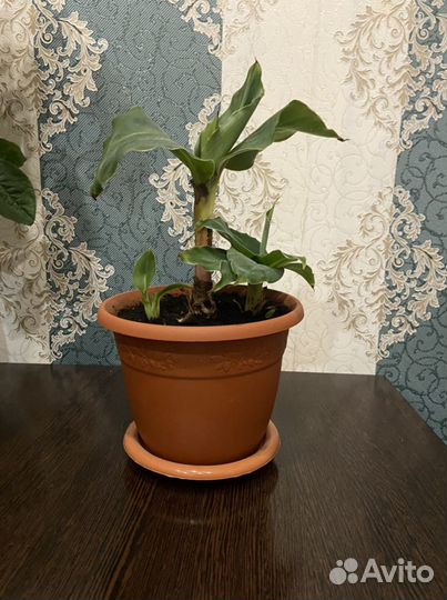 Банан комнатный