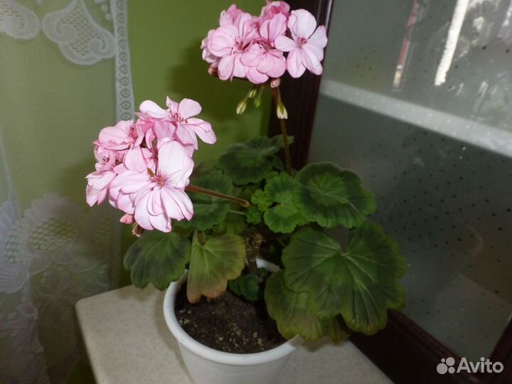 Комнатные цветы