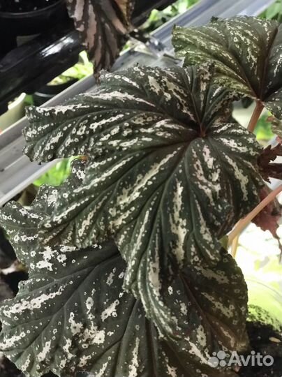 Бегония кейн, Akonitifolia