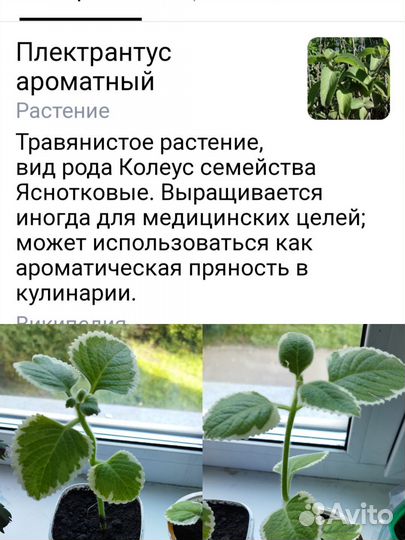 Плектрантус ароматный