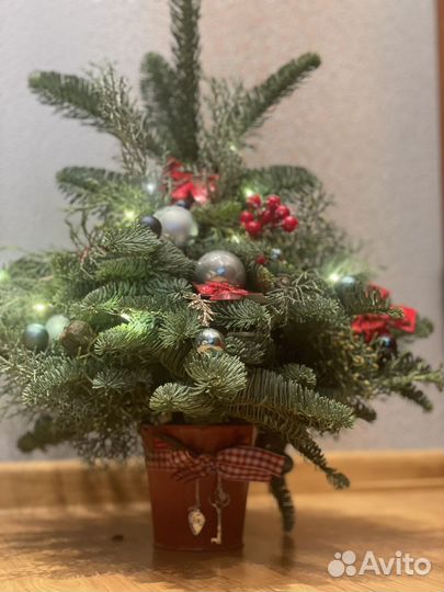 Ель новогодняя живая