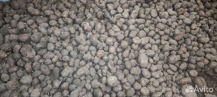 Семенной картофель