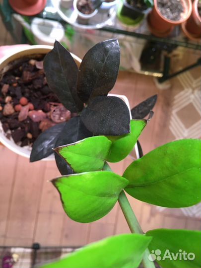 Замиокулькас Изумрудный редкий