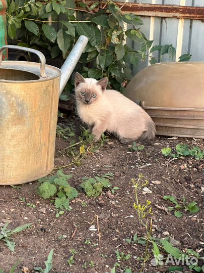 Котята