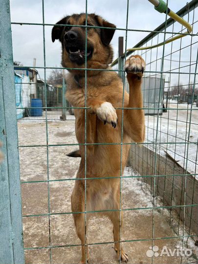 Спаси малыша из приюта