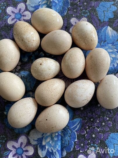 Инкубационное яйцо индейки домашней