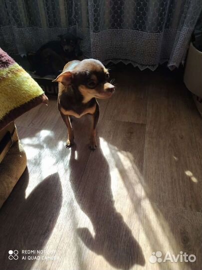 Мини той-терьер