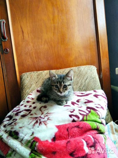 Кошки в добрые руки бесплатно