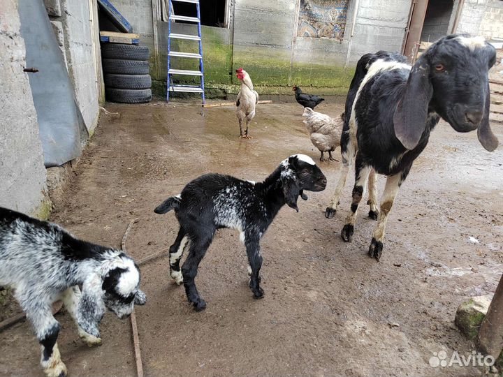 Нубийская коза