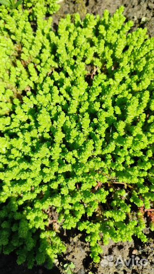 Почвопокровники