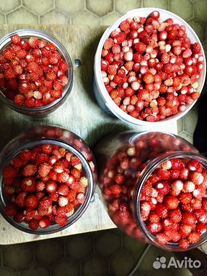 Земляника лесная