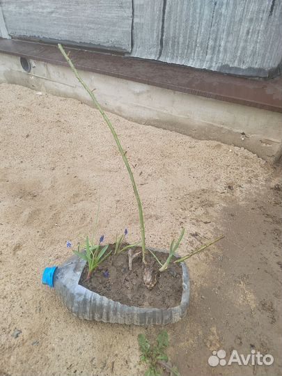 Розы плетистые саженцы