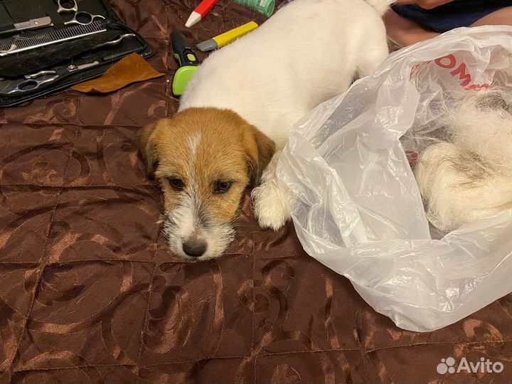 Тримминг Джек Рассел Терьера