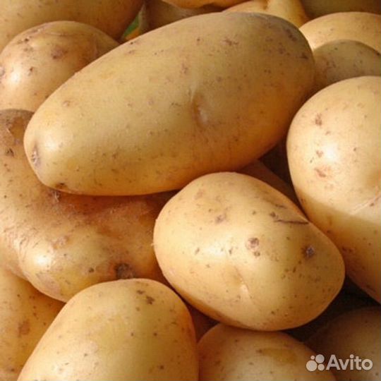 Отличный сортовой картофель на посадку