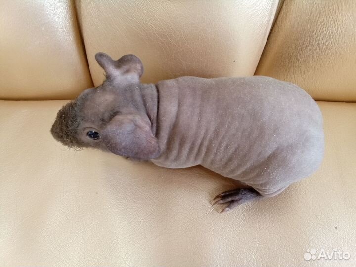 Морские свинки скинни и болдуин девочки