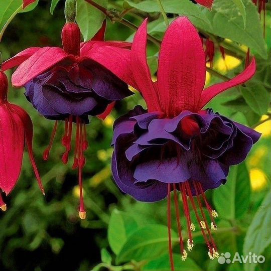 Фуксия набор черенков 5 сортов