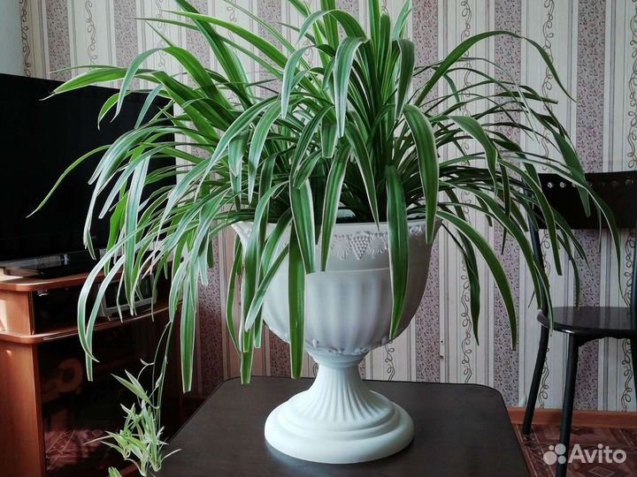 Хлорофитум лаксум