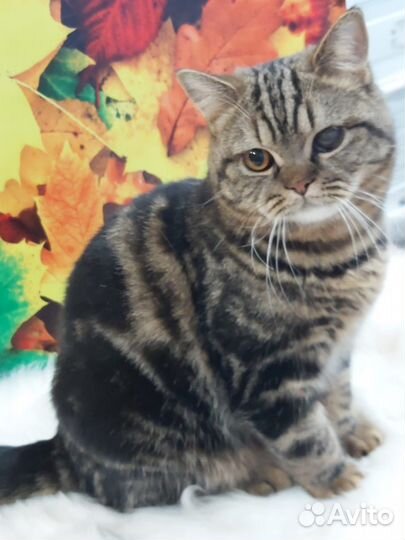 Британская