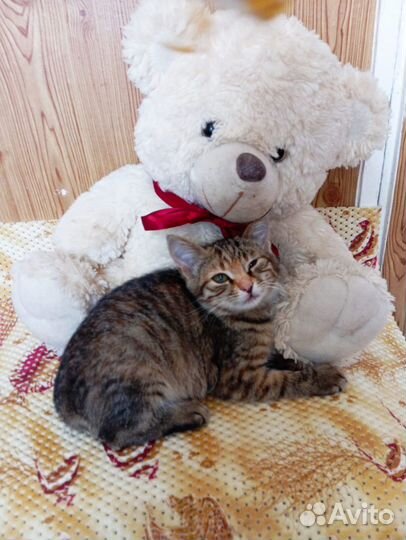 Кошечка в добрые руки