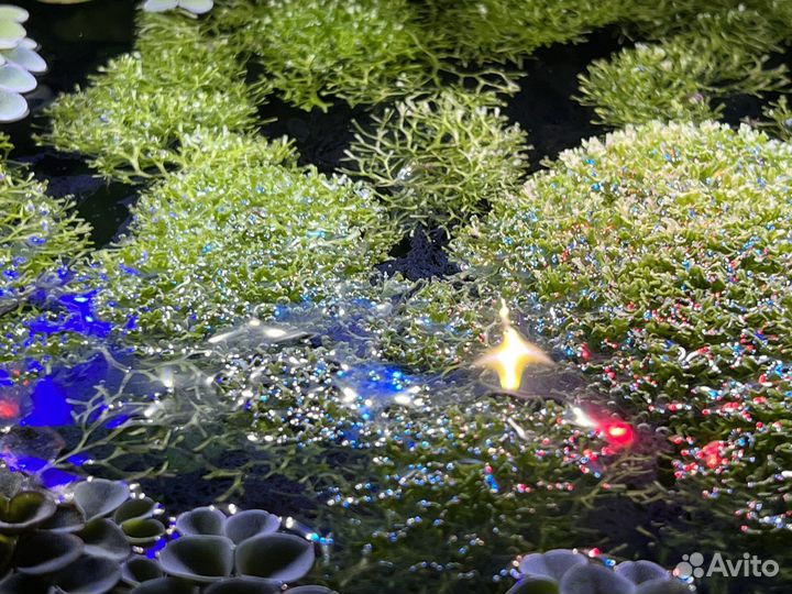 Аквариумные растения