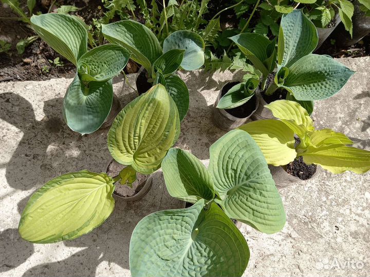 Рассада гортензии