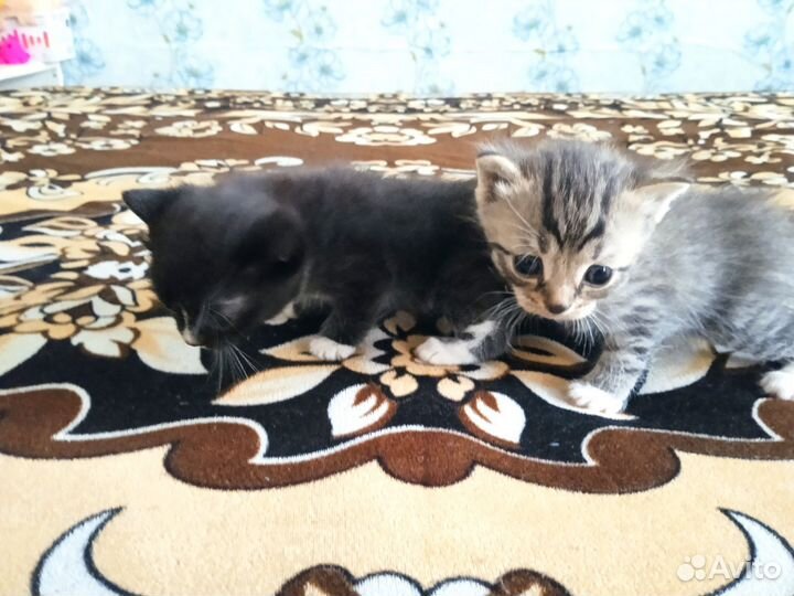 Котята бесплатно