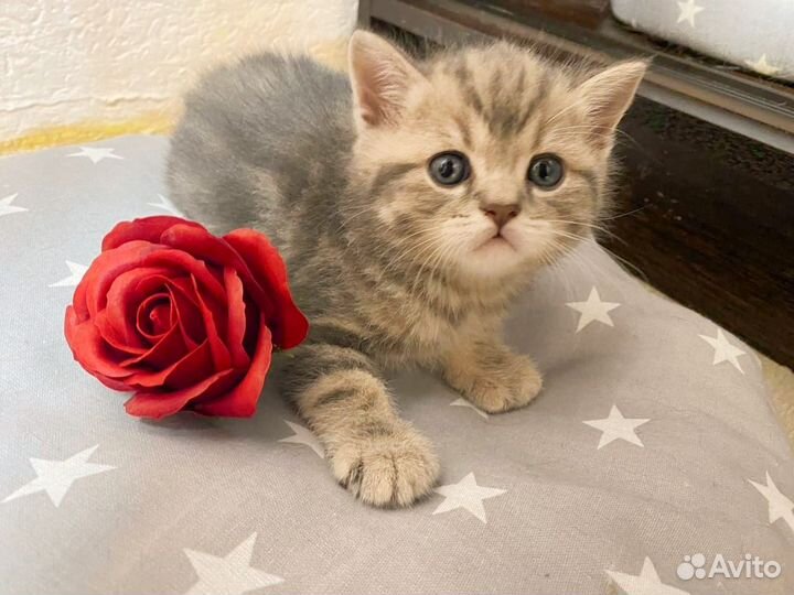 Шотландская