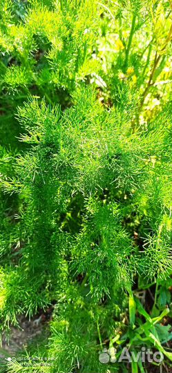 Ромашка аптечная