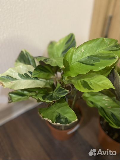 Калатея еллоу fusion