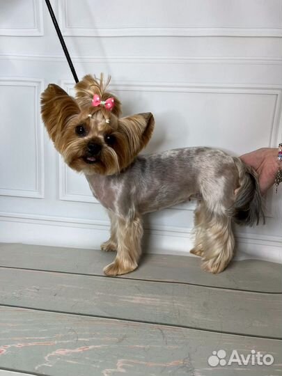 Модель на груминг