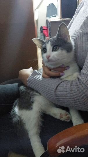 Кошки в добрые руки бесплатно