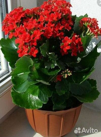 Каланхоэ красное