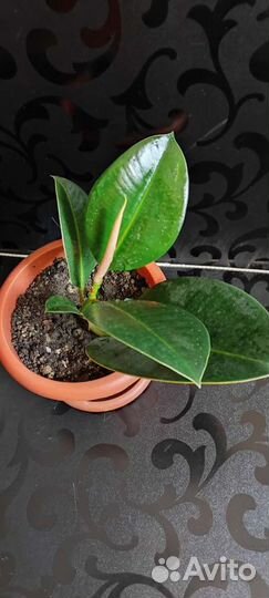 Фикус каучуконосный