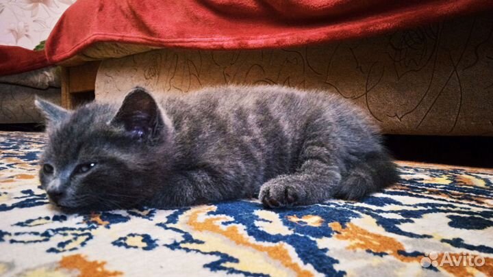 Британская кошечка