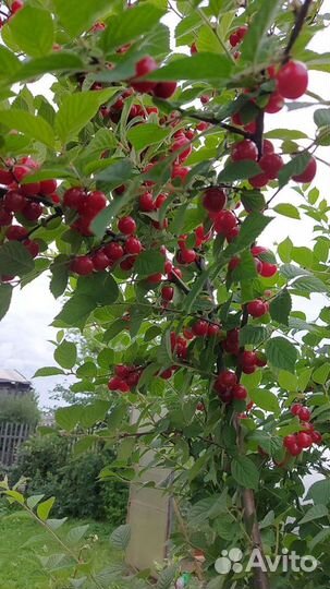 Вишня войлочная саженцы