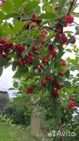 Вишня войлочная саженцы