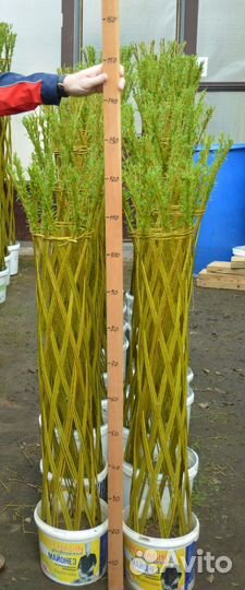 Плетеные деревья