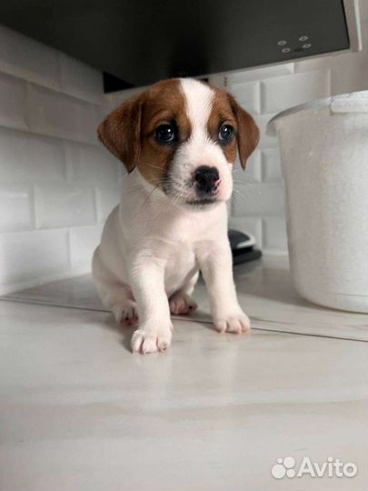 Джек Рассел терьер