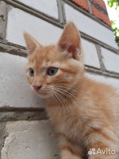 Котенок в добрые руки