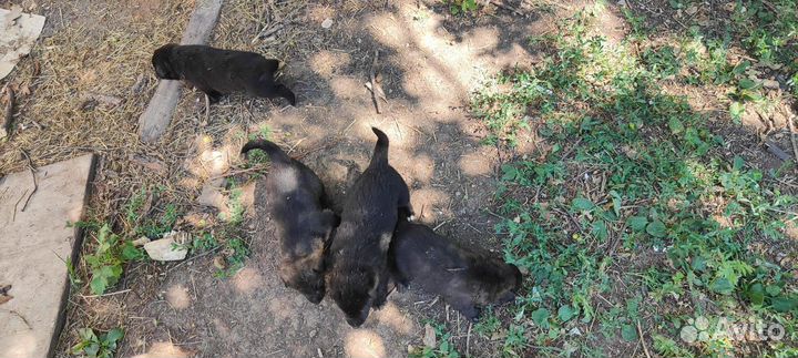 Щенки в добрые руки