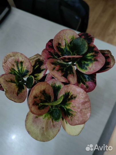 Кротон тайский