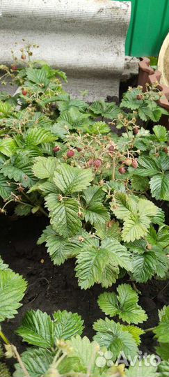 Саженцы малины