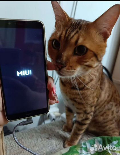 Xiaomi Redmi 7A, 2/32 ГБ