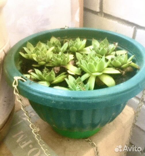 Каменная роза